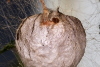L'Argiope frelon ou Argiope fascie. Le cocon a t parasit (Araneae - Araneidae - Argiope bruennichi)